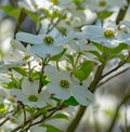 White Flowering Dogwood Tree Royalty Free Stock Photo