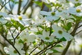 White Flowering Dogwood Tree Royalty Free Stock Photo