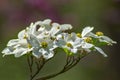 White Flowering Dogwood Tree Royalty Free Stock Photo