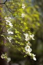 White flowering dogwood tree (Cornus florida) in bloom Royalty Free Stock Photo