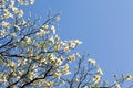 White flowering dogwood tree (Cornus florida) in bloom in sunlight Royalty Free Stock Photo