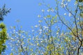 White flowering dogwood tree (Cornus florida) in bloom in sunlight Royalty Free Stock Photo