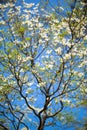 White flowering dogwood tree (Cornus florida) in bloom in sunlight Royalty Free Stock Photo