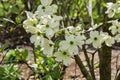 White Flowering Dogwood Tree - Cornus florida Royalty Free Stock Photo