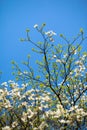 White flowering dogwood tree (Cornus florida), Japan Royalty Free Stock Photo