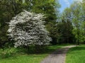 White Flowering Dogwood tree, latin name Cornus Florida, in garden near pathway Royalty Free Stock Photo