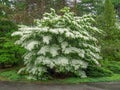 White flowering dogwood tree
