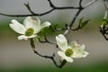 White flowering dogwood Royalty Free Stock Photo