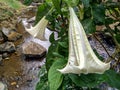 White flowering forest amethyst plant