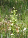 Inflorescence of white-flowering lesser butterfly-orchid Platanthera bifolia