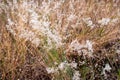 White flowering grass and dried grass on the background.