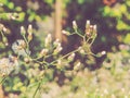 White flowering grass with soft focus