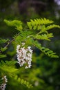 White flowering of honey acacia.