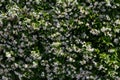 white flowering jasmine background Royalty Free Stock Photo