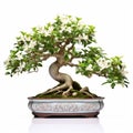 White Flowering Jasmine Bonsai Tree - Stunning Isolated White Background