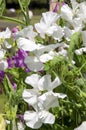 White flowering lathyrus odoratus or sweet pea native Royalty Free Stock Photo