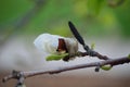 White Magnolia cucumber tree Ã¢â¬â magnolia accuminata opening bud horizontal Royalty Free Stock Photo