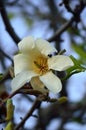 White flowering Magnolia cucumber tree flower closeup Ã¢â¬â magnolia accuminata vertical Royalty Free Stock Photo