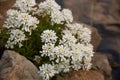 White flowering perennial, ornamental garden shrub Royalty Free Stock Photo