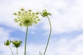 White flowering plant on blue sky background. Meadow grass.