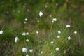 White flowering plant Cotton-grass, blurry by summer breeze Royalty Free Stock Photo