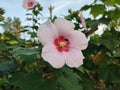 white flowering plant Hibiscus syriacus