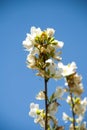 White flowering plant tree early spring time Royalty Free Stock Photo
