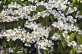 White flowering shrub.