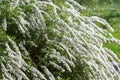 White flowering shrub Royalty Free Stock Photo