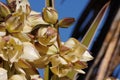 Yucca Schidigera Bloom - Cottonwood Mountains - 032222