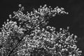 White Flowering Tree Against Dark Sky, Black and white