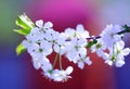 White Flowering Tree (Cherry) Royalty Free Stock Photo