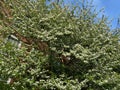 White Flowering Tree in the Neighborhood