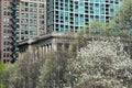 White Flowering Tree and Buildings in Downtown Chicago Royalty Free Stock Photo