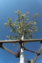 White flowering Tree painted with lime paint sunset boulevard Royalty Free Stock Photo