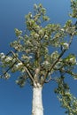 White flowering Tree painted with lime paint sunset boulevard Royalty Free Stock Photo