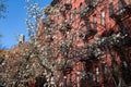 White Flowering Trees during Spring in front of a Row of Colorful Buildings in Nolita of New York City