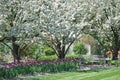 White flowering trees with tulips at the bottom in the spring at Lilacia Park in Lombard, IL.