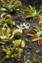 White flowering Venus flytrap in garden bed Royalty Free Stock Photo