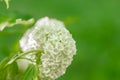 White flowering Viburnum buldenezh.White pompoms flowers close-up in spring blurred garden. White flower of Viburnum