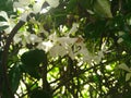 White jasmine flowers with green leaves