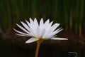 White Flowering Water Lily in a Water Garden