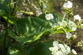 Arrowhead - elephant's ear plant - Sagittaria latifolia - White flowering water plant - hydrophyte - with fresh green leaves Royalty Free Stock Photo