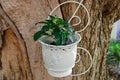 White Flowerpot With Fresh, Juicy Lush Green Plant, Mounted On A Huge Tree Trunk. Closeup