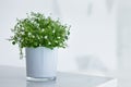 White flowerpot with small white flowers
