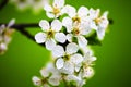 White flowers