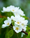 White flowers