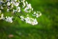 White flowers