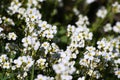 White flowers