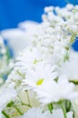White flowers Royalty Free Stock Photo